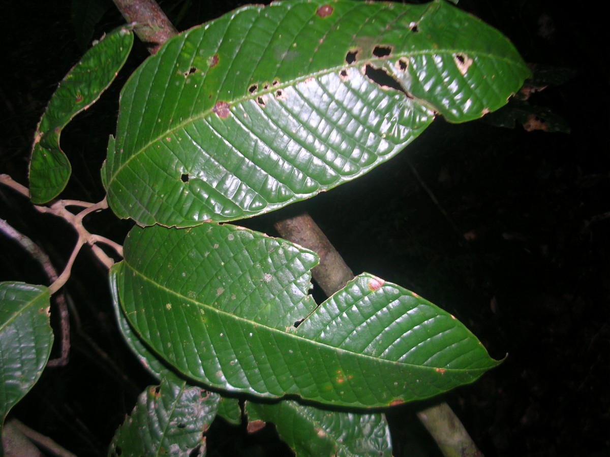 Stemonoporus bullatus Kosterm.